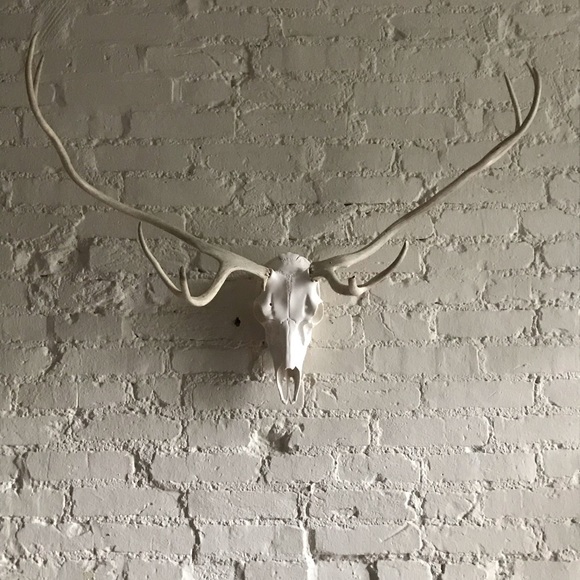 Fallow and Axis Deer Mount - Picture 2 of 12